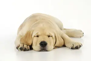 DOG. Labrador (8 week old pup) asleep