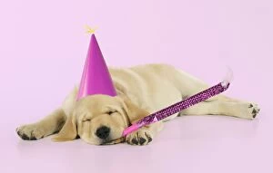 Images Dated 15th September 2009: DOG. Labrador (8 week old pup) with party hat and party blower Digital Manipulation: party hat (JD)