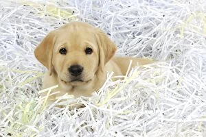 Images Dated 15th September 2009: DOG. Labrador (8 week old pup) playing in shredded paper Digital Manipulation