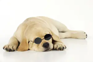 Celebration Prints: DOG. Labrador (8 week old pup) with round glasses, lying down. Captionable