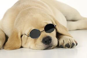 Images Dated 15th September 2009: DOG. Labrador (8 week old pup) With round sunglasses laying down