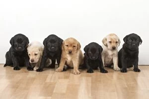 Images Dated 28th April 2016: Dog Labrador 8 week old puppies