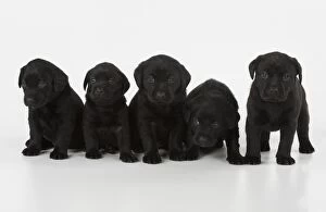 Images Dated 28th April 2016: Dog Labrador 8 week old puppies