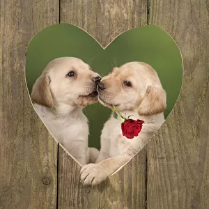 Dog - Labrador - 8 week old puppies kissing in a wooden heart with a red rose Date: 16-05-2007 Dog - Labrador - 8 week old puppies kissing in a wooden heart with a red rose Date: 16-05-2007