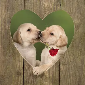 Wood Prints: Dog ~ Labrador ~ 8 week old puppies kissing in a wooden heart with a red rose