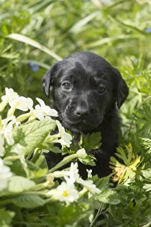 Images Dated 28th April 2016: Dog Labrador 8 week old puppy