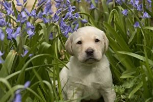 Images Dated 28th April 2016: Dog Labrador 8 week old puppy
