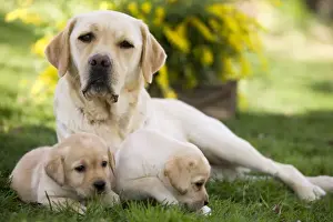 Dog - Labrador adult with puppies