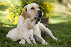 Dog - Labrador adult with puppy