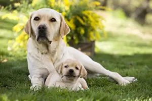 Dog - Labrador adult with puppy
