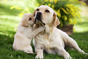 Mothers Collection: Dog - Labrador adult with puppy