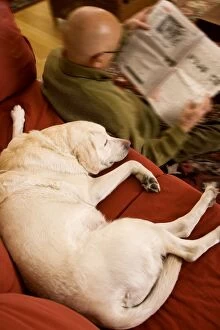 Dog - Labrador asleep on sofa, with owner sitting