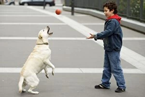 Dog - Labrador catching ball thrown by boy