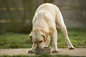 With Bowl Prints: Dog - Labrador eating