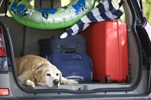 Dog - Labrador in back of family car going on Summer holiday
