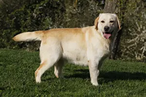 Dog - Labrador in garden running