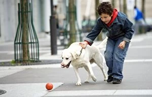 Dog - Labrador going after ball, being held by young boy