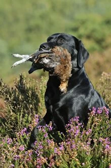 DOG. Labrador holding grouse in mouth sitting in heather