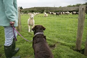 DOG - Labrador on a lead looking at sheep
