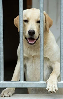 Cage Collection: Dog - labrador looking through bars at rescue centre