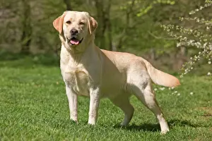 Dog - Labrador outside