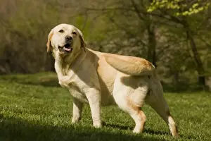 Dog - Labrador outside