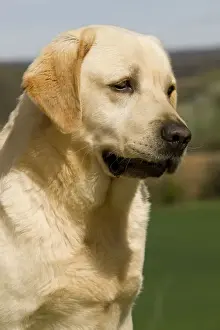 Dog - Labrador outside