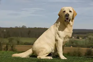 Dog - Labrador outside