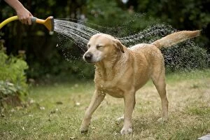 Dog - labrador playing in sprinkler