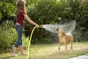 Dog - labrador playing in sprinkler held by young girl