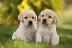 Images Dated 5th April 2011: Dog - Labrador puppies