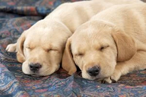 Images Dated 22nd September 2014: DOG Labrador puppies ( 6 weeks old ) asleep on fabric