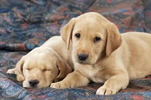 Images Dated 22nd September 2014: DOG Labrador puppies ( 6 weeks old ) asleep on fabric