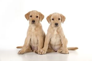 Images Dated 22nd September 2014: DOG Labrador puppies ( 6 weeks old )