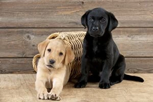 Images Dated 22nd September 2014: DOG Labrador puppies ( 6 weeks old ) with a basket