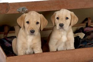 Images Dated 22nd September 2014: DOG Labrador puppies ( 6 weeks old )in an old case