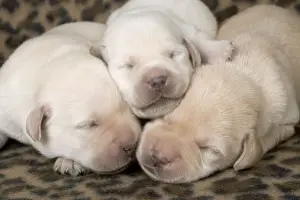 Dog - Labrador puppies