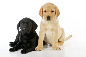 Images Dated 24th August 2009: DOG. Labrador puppies (8 weeks old )