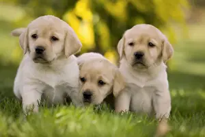 Dog - Labrador puppies