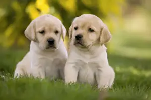Dog - Labrador puppies
