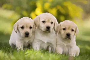Litters Prints: Dog - Labrador puppies