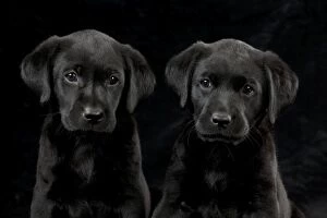 Images Dated 22nd September 2014: DOG Labrador puppies ( black, 6 weeks old )