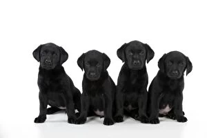 Images Dated 22nd September 2014: DOG Labrador puppies ( black 6 weeks old )