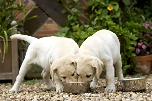 With Bowls Prints: Dog - Labrador puppies eating from one bowl