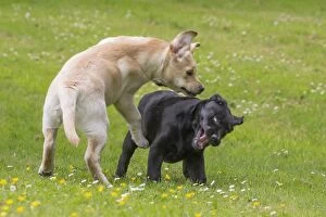 Dog Labrador puppies playing