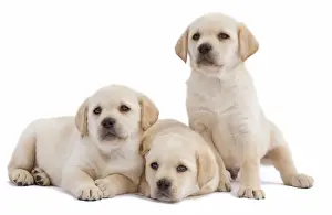 Dog - three Labrador puppies in studio