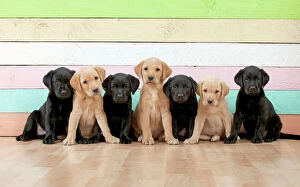 Images Dated 22nd September 2014: DOG Labrador puppies yellow & black in a line