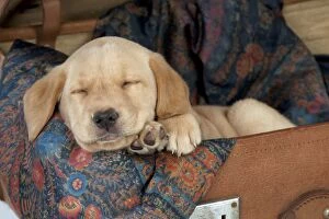DOG Labrador puppy ( 6 weeks old ) asleep in an old case