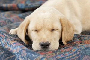 Images Dated 22nd September 2014: DOG Labrador puppy ( 6 weeks old ) asleep on fabric