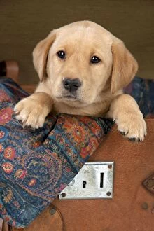 Images Dated 22nd September 2014: DOG Labrador puppy ( 6 weeks old ) in an old case